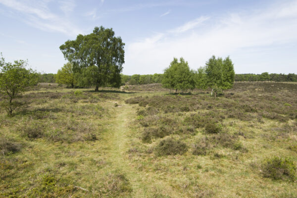 Werkzaamheden in Wolfheze voor betere balans tussen natuur en recreatie - foto Wim Kluvers