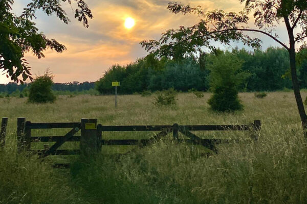 Midzomerwandeling. Foto © Dorien Kil.