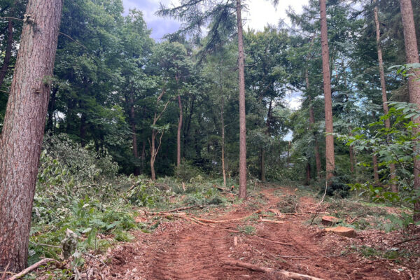 Boswerkzaamheden 2025 Natuurmonumenten Wolfheze zuidzijde