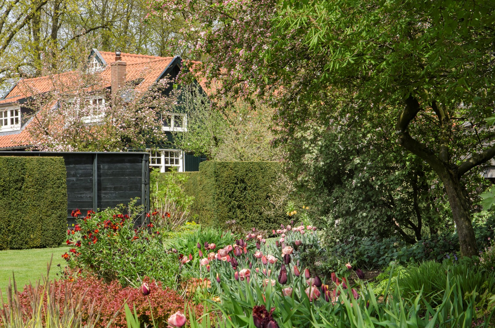 De Boschhoeve, paarse tulpen
